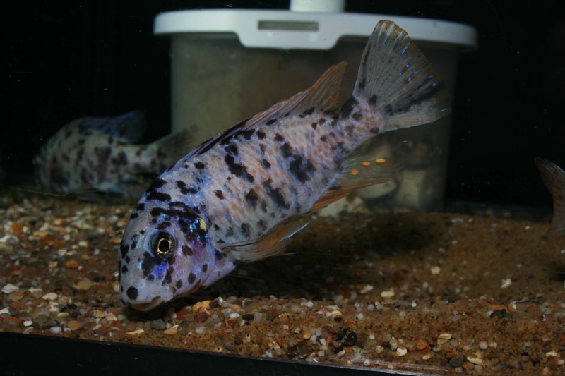 Labeotropheus fuelleborni 'Ndomo Point'